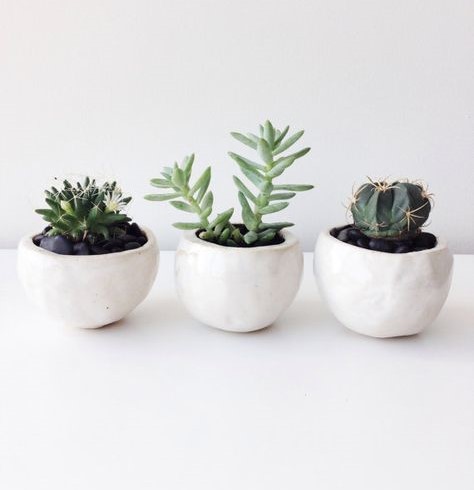 Three succulents in white ceramic pots