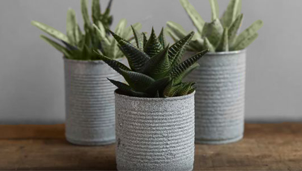 Succulents in DIY spray painted tin can Concrete Planters