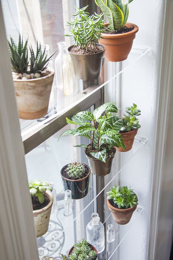 Succulents on window shelves getting sunlight