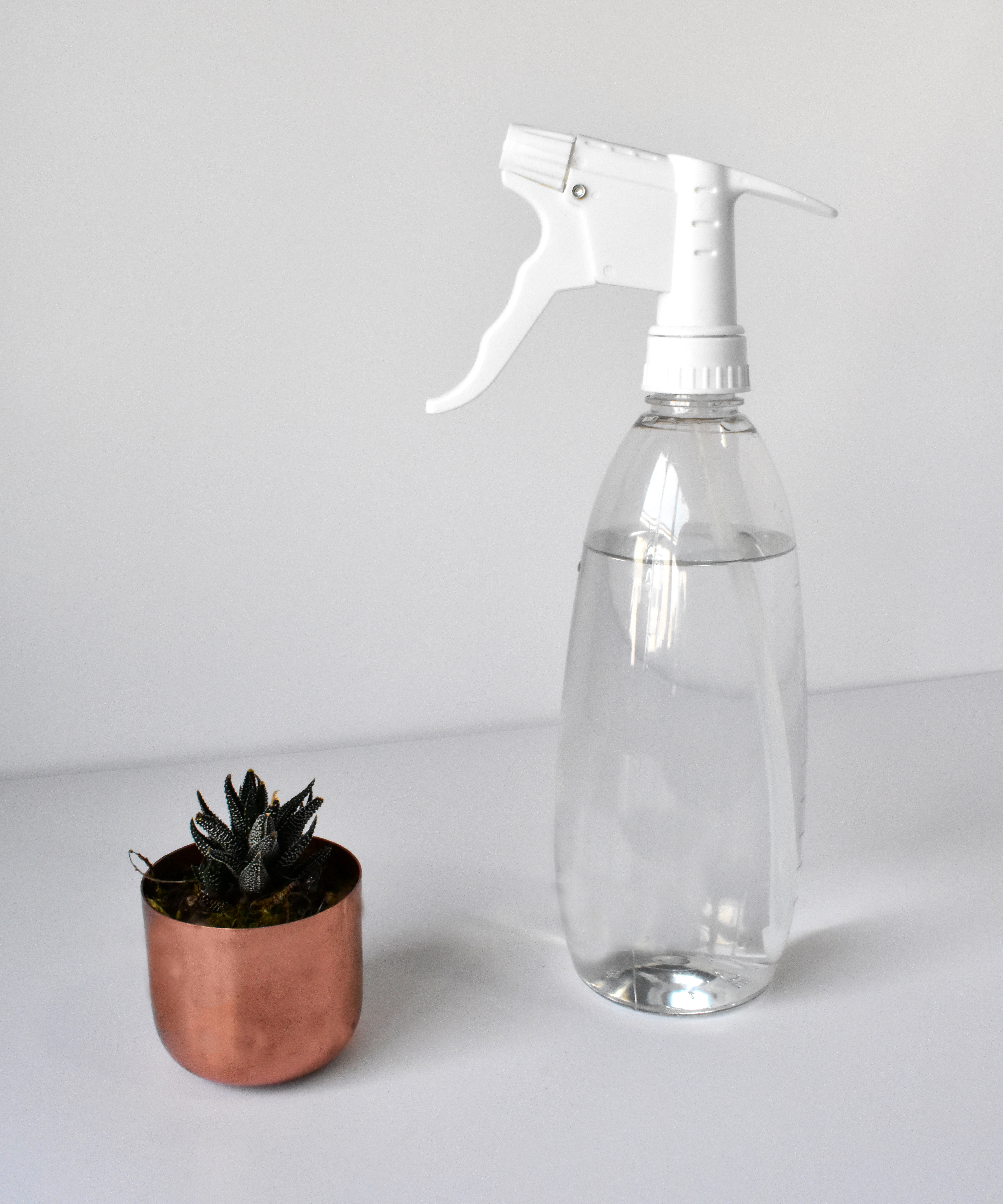 Succulent and spray bottle for watering succulents