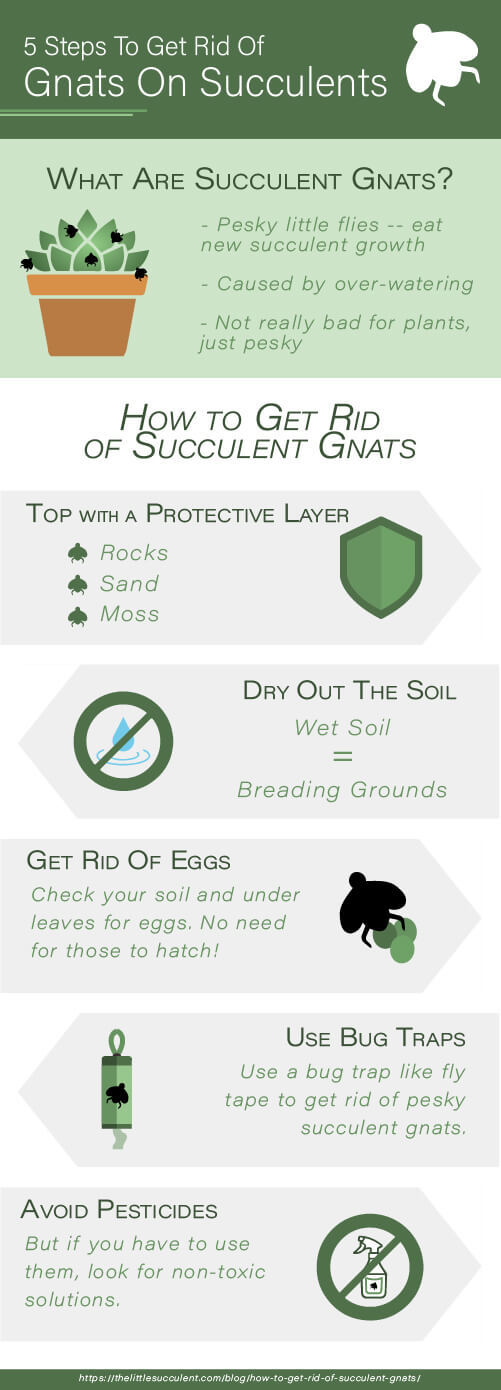 infographic on the five steps of how to get rid of gnats on succulents