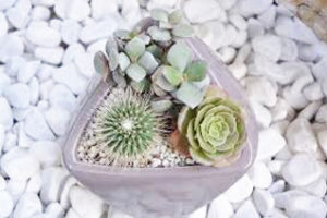 decorative rocks on succulent pot