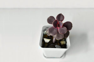 Purple Pearl (Echeveria) succulent in white pot with white background