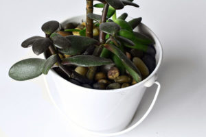 jade succulent in white pot with white background