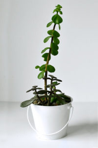 Elephant Bush Succulent (Portylacaria Afra) in white pot with white background