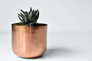 Zebra Cactus succulent in copper rose gold pot